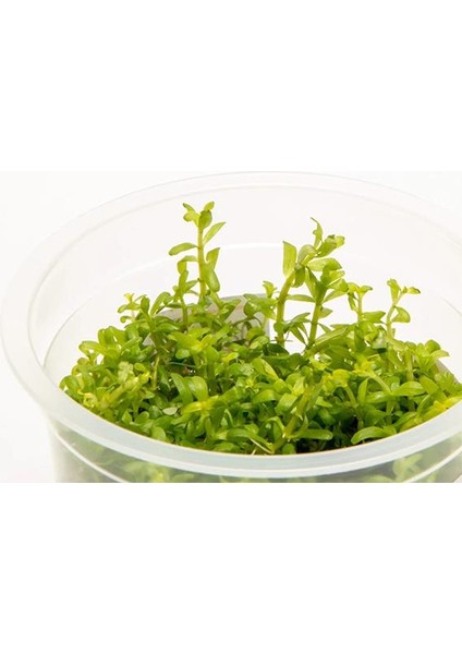 Rotala Wayanad In Vitro Canlı Bitki