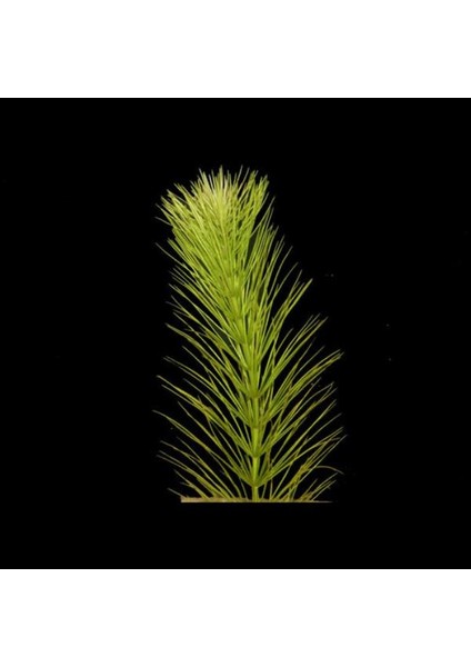 Hydrotriche Hottoniiflora Saksı Canlı Bitki