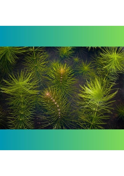 Hydrotriche Hottoniiflora Saksı Canlı Bitki fiyatları