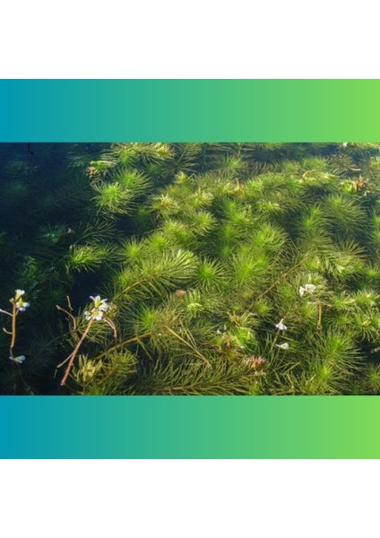 Hydrotriche Hottoniiflora Saksı Canlı Bitki modelleri