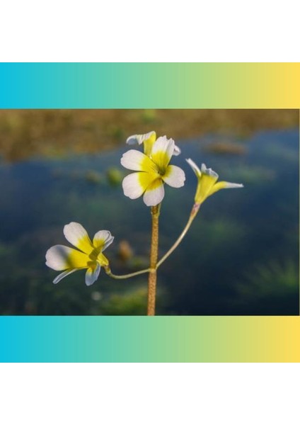 Hydrotriche Hottoniiflora Saksı Canlı Bitki fırsatları