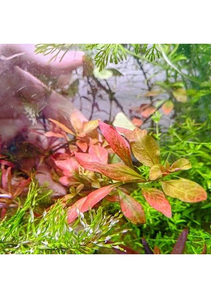 Ludwigia Inclinata Dark Orange Saksı Canlı Bitki