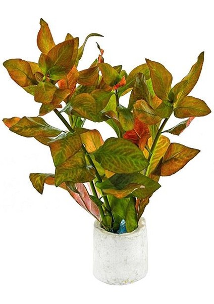 Ludwigia Inclinata Dark Orange Saksı Canlı Bitki fiyatları