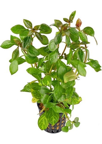 Ludwigia Inclinata Dark Orange Saksı Canlı Bitki modelleri
