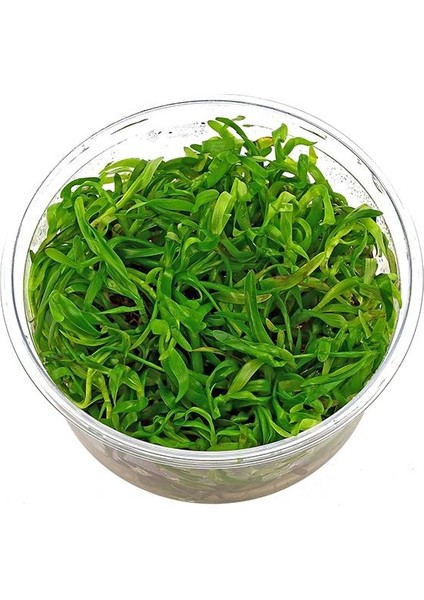 Heteranthera Zosterifolia In Vitro Canlı Bitki