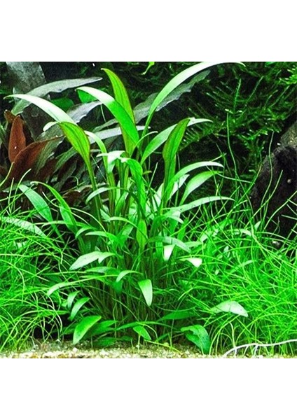 Cryptocoryne Willisii In Vitro Canlı Bitki