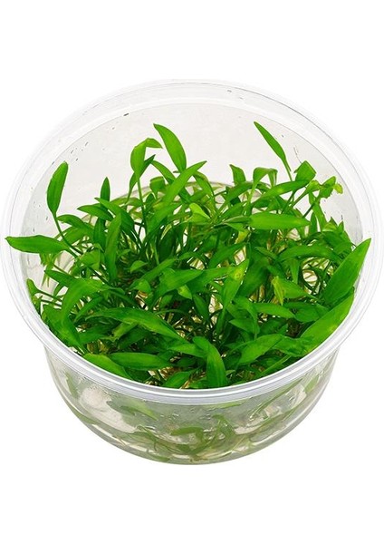 Cryptocoryne Willisii In Vitro Canlı Bitki