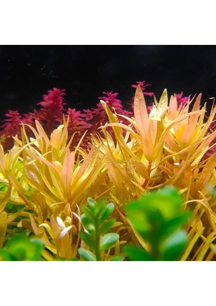 Ammania Pedicellata Golden In Vitro Canlı Bitki