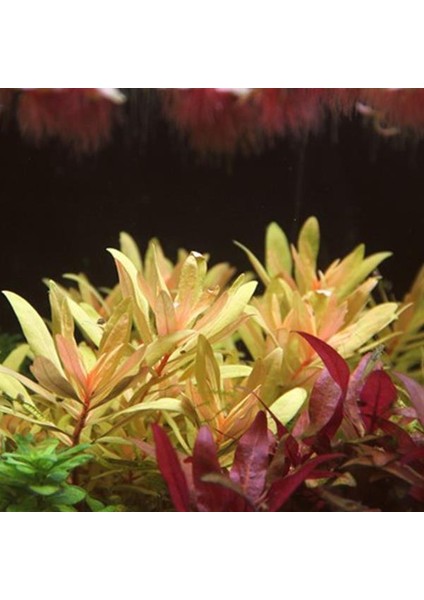 Ammania Pedicellata Golden In Vitro Canlı Bitki