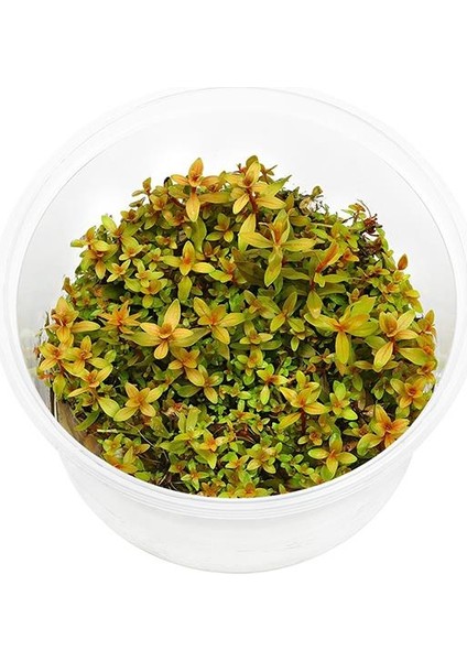 Ammania Pedicellata Golden In Vitro Canlı Bitki