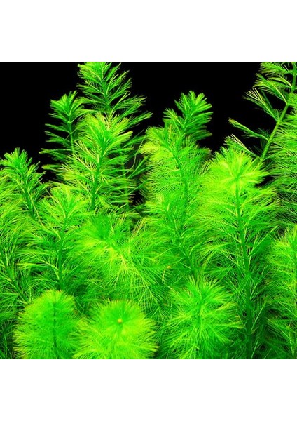 Myriophyllum Elatinoides Snowflake In Vitro Canlı Bitki