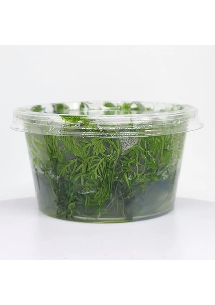 Myriophyllum Elatinoides Snowflake In Vitro Canlı Bitki