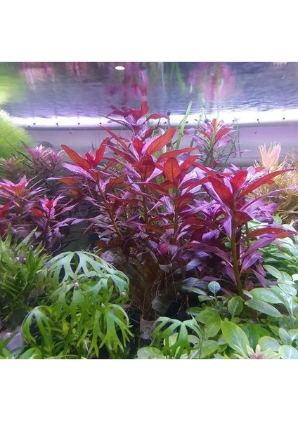 Ludwigia Peruensis In Vitro Canlı Bitki