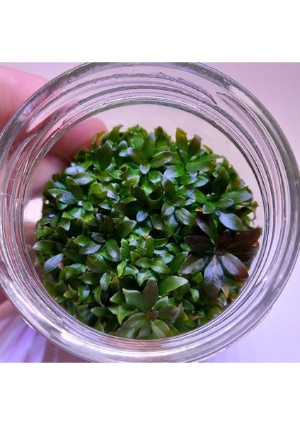 Ludwigia Peruensis In Vitro Canlı Bitki fiyatları