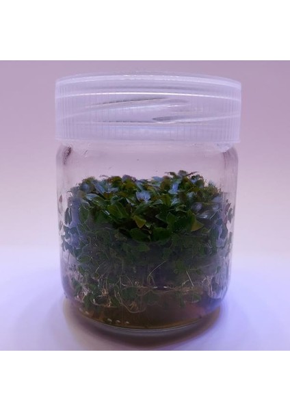 Ludwigia Peruensis In Vitro Canlı Bitki modelleri