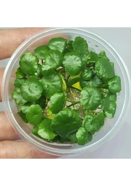 Hydrocotyle Compact Round In Vitro Canlı Bitki
