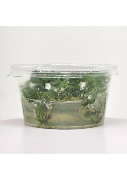 Hydrocotyle Compact Round In Vitro Canlı Bitki fiyatları