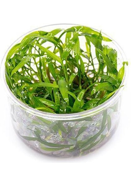 Cryptocoryne Lucens In Vitro Canlı Bitki