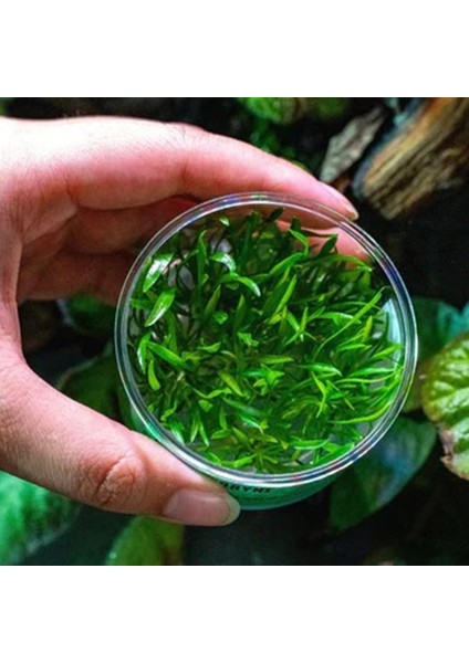 Cryptocoryne Lucens In Vitro Canlı Bitki fiyatları