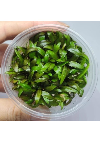 Cryptocoryne Wendtii Indonesia In Vitro Canlı Bitki