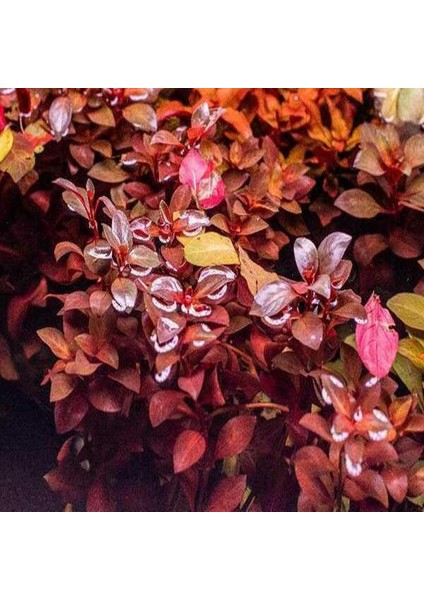 Ludwigia Palustris Red In Vitro Canlı Bitki
