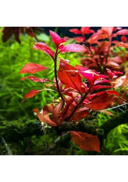 Ludwigia Palustris Red In Vitro Canlı Bitki