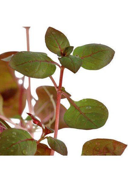 Ludwigia Palustris Red In Vitro Canlı Bitki