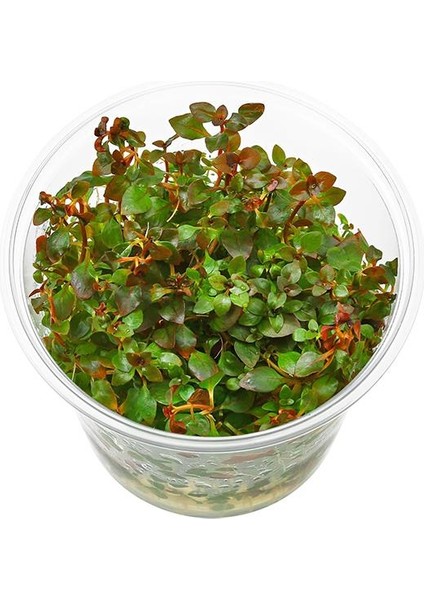 Ludwigia Palustris Red In Vitro Canlı Bitki