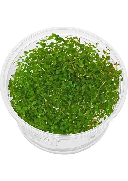 Ludwigia Palustris Red In Vitro Canlı Bitki