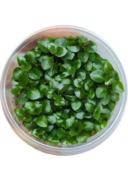 Ludwigia Rubin Variegated In Vitro Canlı Bitki