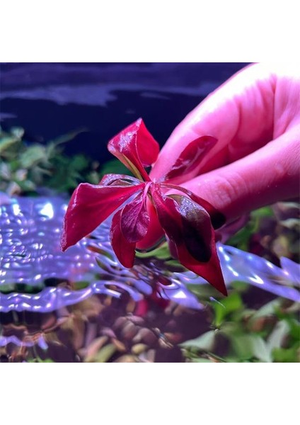 Samolus Red Saksı Canlı Bitki