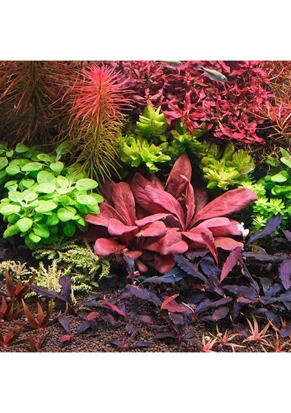 Samolus Red Saksı Canlı Bitki fiyatları