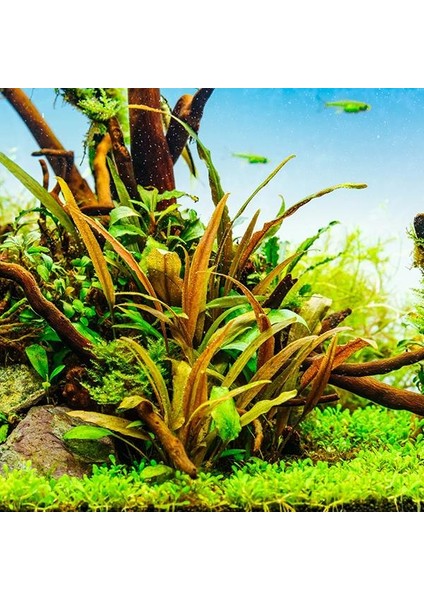 Cryptocoryne Beckettii In Vitro Canlı Bitki