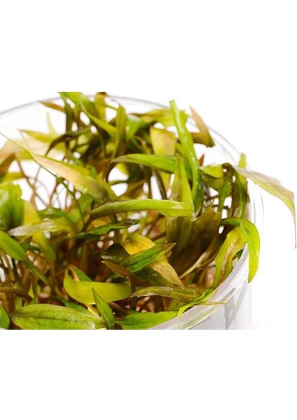 Cryptocoryne Beckettii In Vitro Canlı Bitki fiyatları