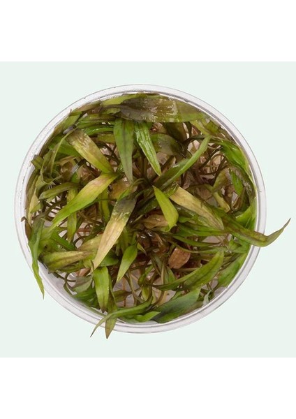 Cryptocoryne Beckettii In Vitro Canlı Bitki modelleri