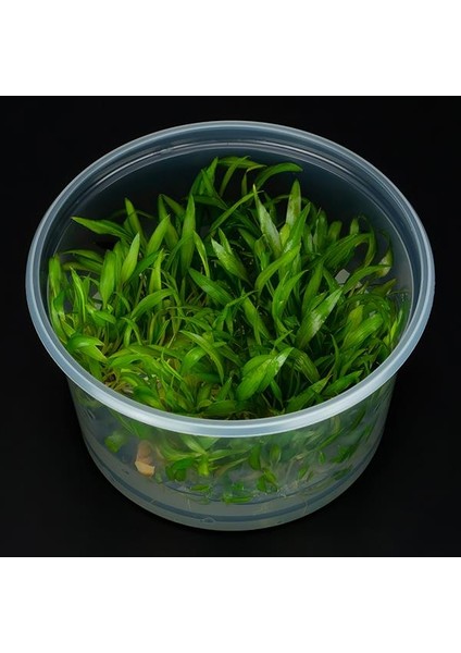 Cryptocoryne Wendtii Indonesia In Vitro Canlı Bitki fiyatları