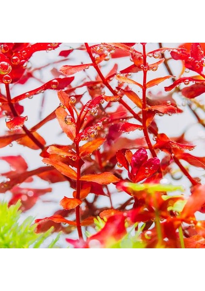 Rotala Macrandra Mini Butterfly In Vitro Canlı Bitki