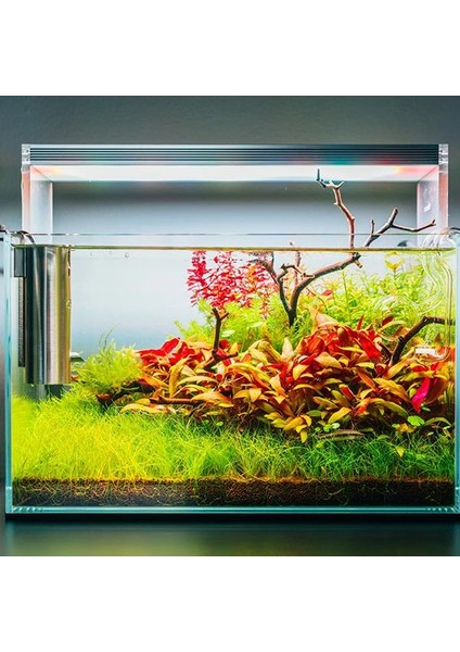 Rotala Macrandra Mini Butterfly In Vitro Canlı Bitki