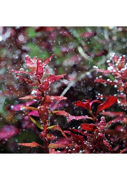 Rotala Macrandra Mini Butterfly In Vitro Canlı Bitki