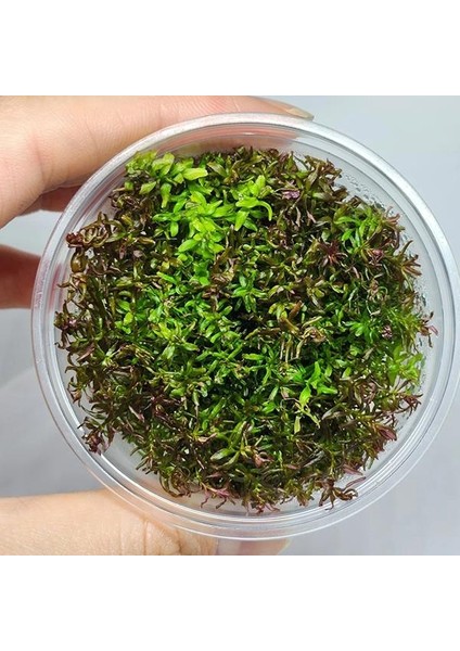 Rotala Macrandra Mini Butterfly In Vitro Canlı Bitki