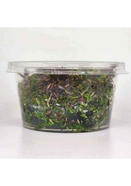 Rotala Macrandra Mini Butterfly In Vitro Canlı Bitki
