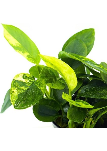 Anubias Barteri Var Nana (Marble) Vitro Canlı Bitki