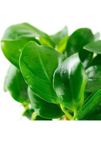 Anubias Barteri Var Nana (Marble) Vitro Canlı Bitki