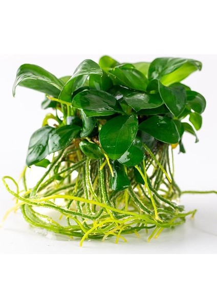 Anubias Barteri Var Nana (Marble) Vitro Canlı Bitki