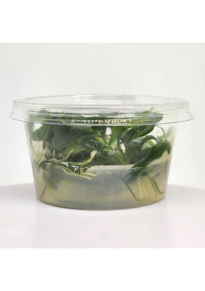 Anubias Minima In Vitro Canlı Bitki fiyatları