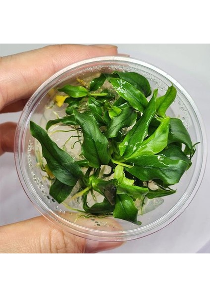 Anubias Minima In Vitro Canlı Bitki modelleri