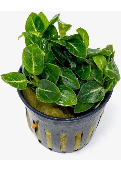 Anubias Stardust Mini Saksı Canlı Bitki