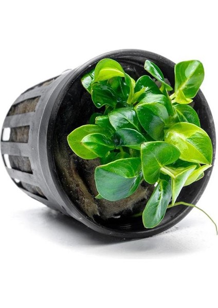 Anubias Stardust Mini Saksı Canlı Bitki fiyatları