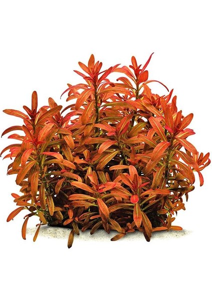 Rotala Ramosoir Sunset In Vitro Canlı Bitki