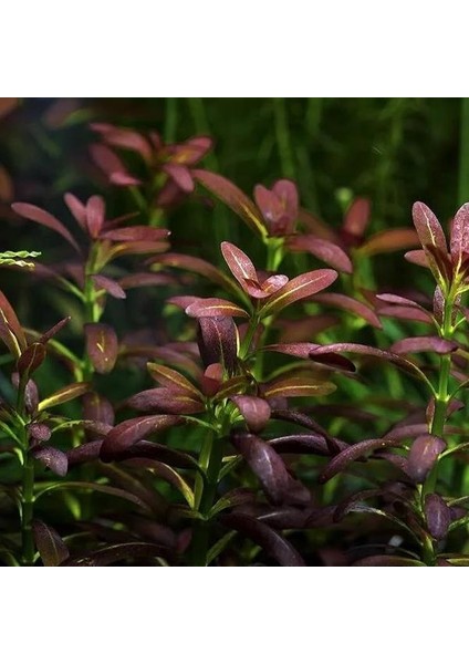 Rotala Ramosoir Sunset In Vitro Canlı Bitki fiyatları